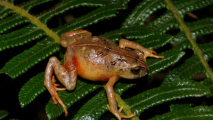 Descubren dos nuevas especies de rana en la Amazon&iacute;a de Per&uacute;