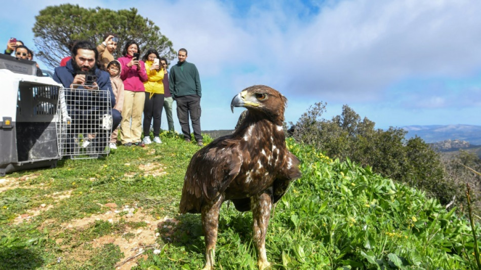 En Tunisie, de jeunes passionn&eacute;s aident des rapaces &agrave; retrouver la vie sauvage