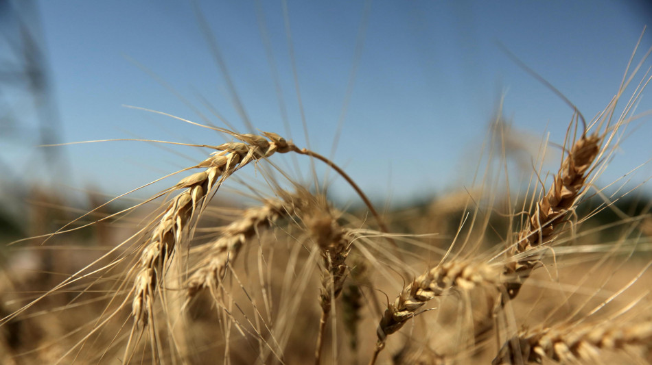 Esposto dei consumatori all'Antitrust contro pasta Divella