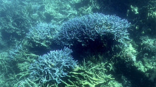 Australie: la Grande Barri&egrave;re de corail victime d'un "vaste blanchissement"