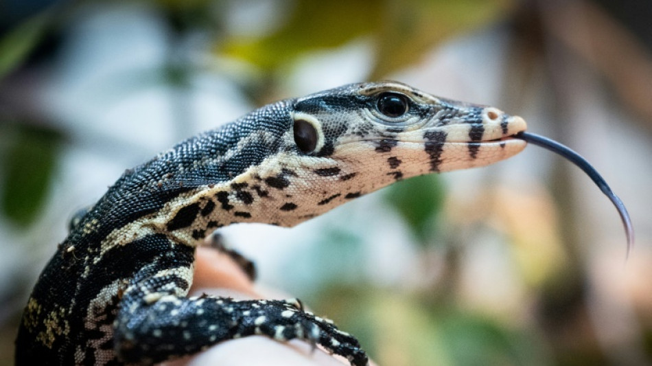 Et l'anc&ecirc;tre des animaux terrestres sortit de l'eau, pour toujours 