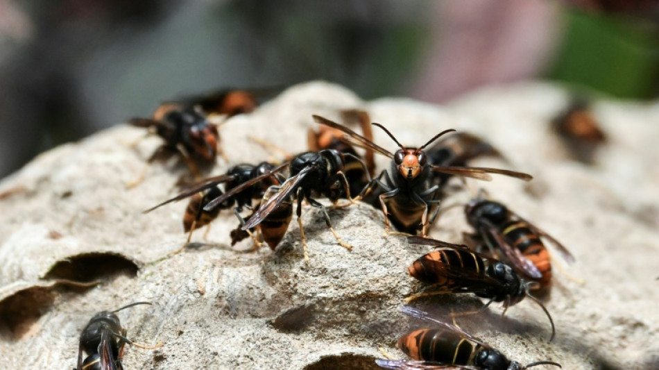 Frelon asiatique: une d&eacute;couverte laisse esp&eacute;rer un possible pi&egrave;ge 