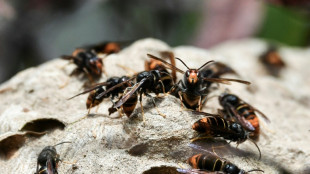 Frelon asiatique: une d&eacute;couverte laisse esp&eacute;rer un possible pi&egrave;ge 