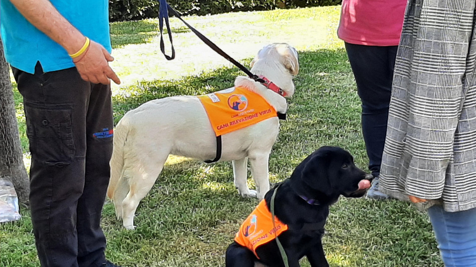 Trovata una mutazione genetica all'origine della cecità nei cani