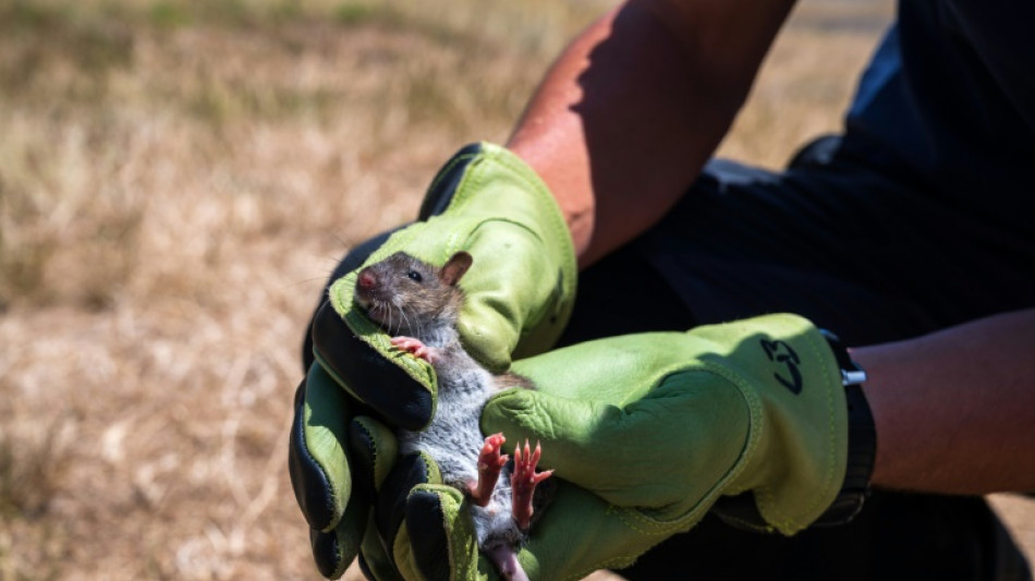 L'&eacute;cosyst&egrave;me de l'&icirc;le Amsterdam bient&ocirc;t lib&eacute;r&eacute; des animaux introduits
