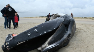 Pas-de-Calais: une baleine &agrave; bosse de presque dix m&egrave;tres s'&eacute;choue