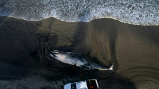 Hallan una ballena muerta en playas del Pac&iacute;fico mexicano