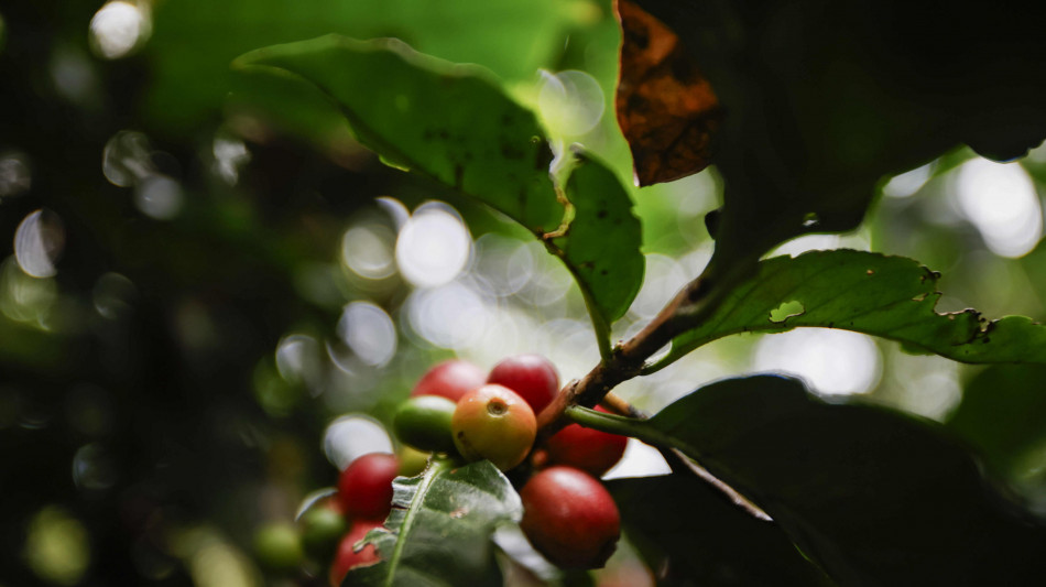 Il caff&egrave; Arabica aggiorna i massimi, sfiora 3,2 dollari a libbra