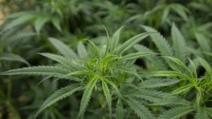 KKH: Mehr psychische Verhaltensstörungen seit Teillegalisierung von Cannabis