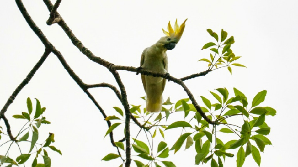 A Hong Kong, des nids artificiels pour sauver des cacato&egrave;s de l'extinction