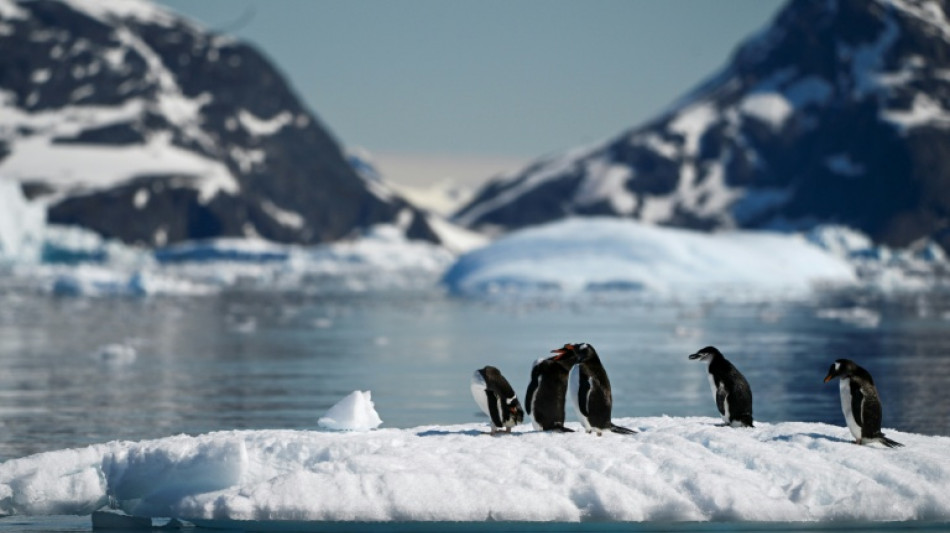 Los ping&uuml;inos de la Ant&aacute;rtida adelantan su &eacute;poca de cr&iacute;a por el cambio clim&aacute;tico