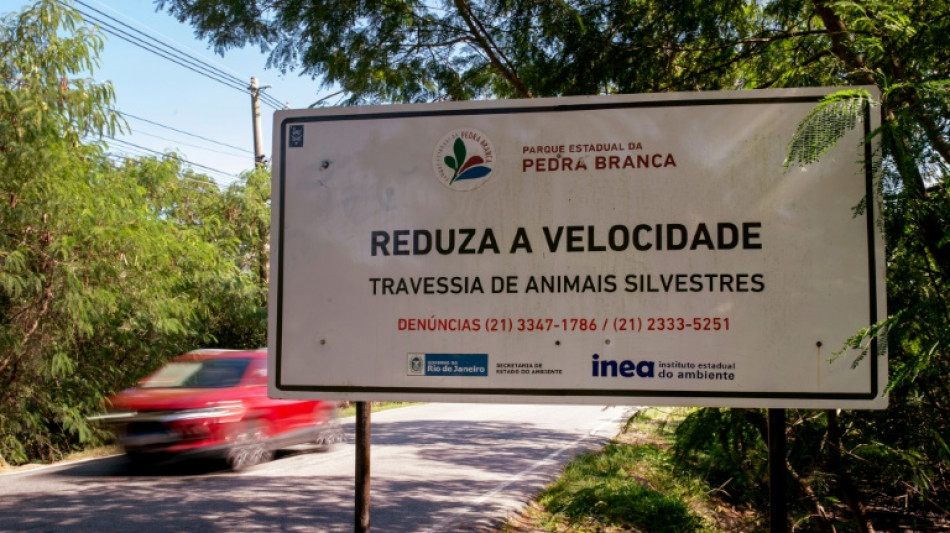 Sur les routes br&eacute;siliennes, l'IA meilleure amie du tapir?