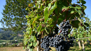 Estimations de vendanges 2025 revues &agrave; la baisse, proches du faible volume de 2024