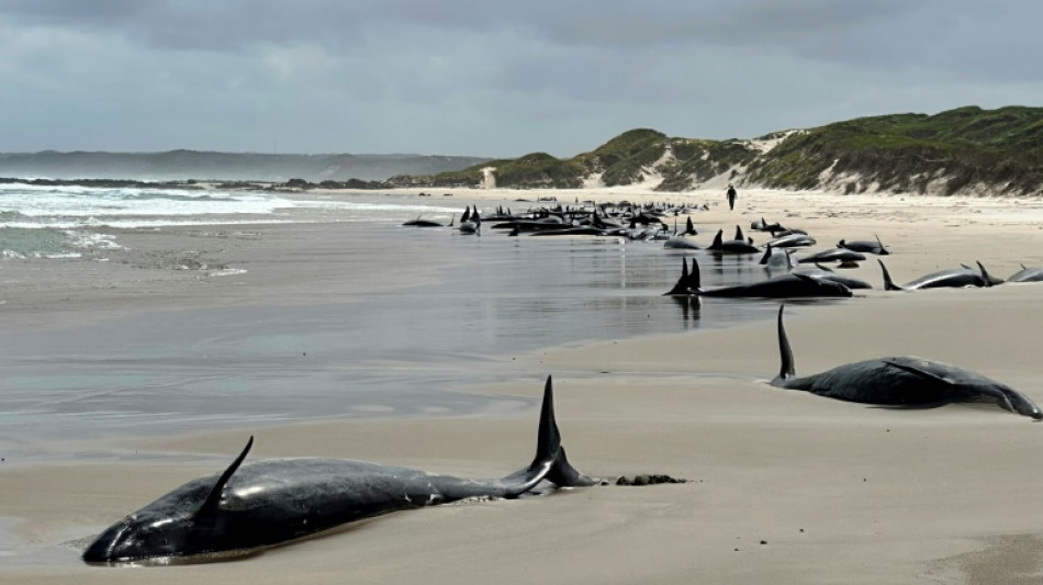 Australie: plus de 150 dauphins s'&eacute;chouent sur une plage de Tasmanie