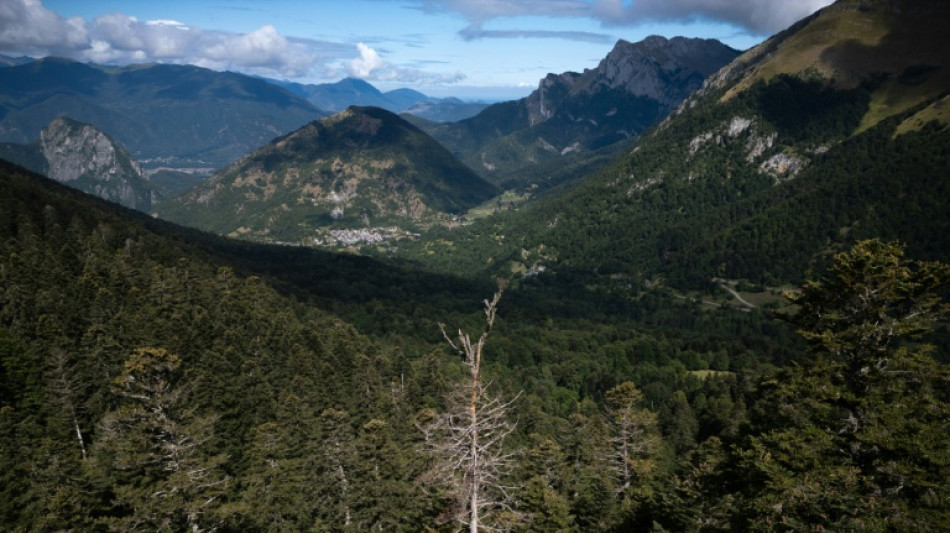 Le combat des forestiers pour sauver la for&ecirc;t pyr&eacute;n&eacute;enne
