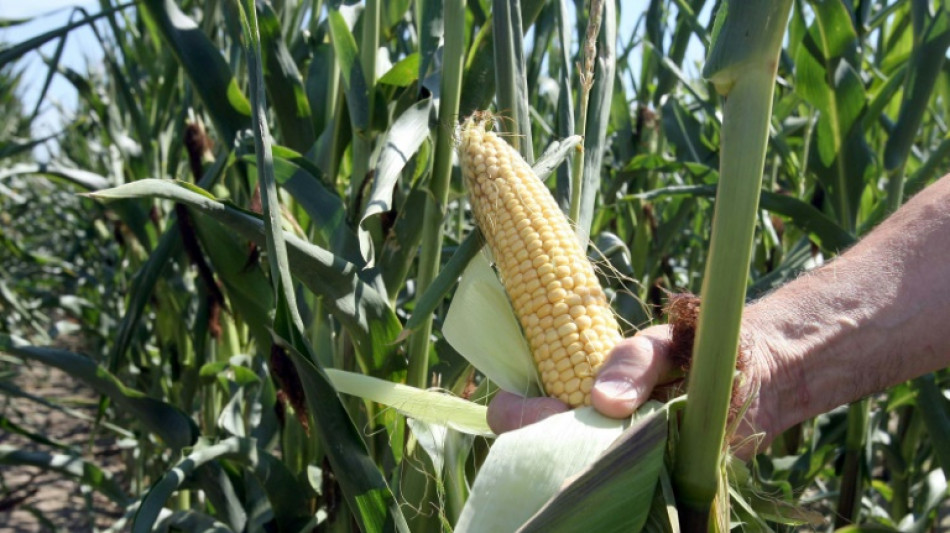 FDP fordert von &Ouml;zdemir niedrigere H&uuml;rden f&uuml;r gr&uuml;ne Gentechnik