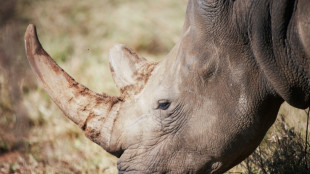 70 South African white rhinos to be relocated to Rwanda