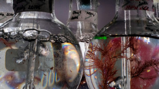 La "sopa de microbios" oce&aacute;nica, examinada por investigadores y la Marina francesa
