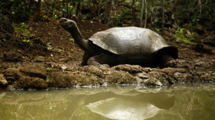 Un estudio de ADN revela que hay una nueva especie de tortuga gigante en Gal&aacute;pagos