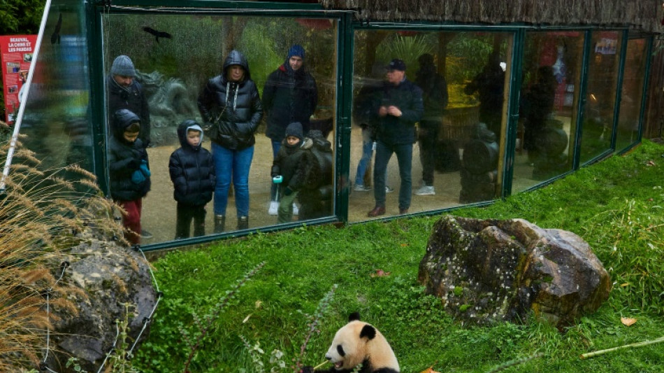 Les derniers pandas h&eacute;berg&eacute;s en France partiront en Chine, un nouveau couple attendu