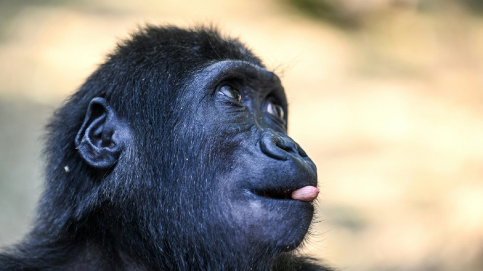 Un sanctuaire nigérian critique la décision de la Turquie de garder un bébé gorille
