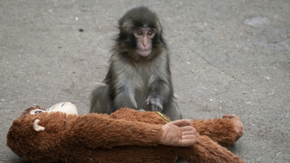 Japan arrests Americans over stunt at baby monkey Punch's zoo
