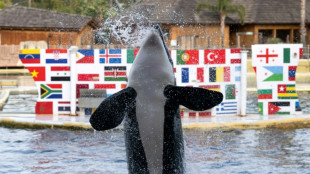 Un parque en Espa&ntilde;a afirma cumplir las normas para acoger a las orcas de Francia
