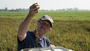 Aux Pays-Bas, le pari du riz face au changement climatique