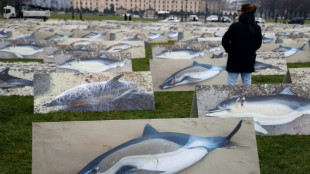 Dauphins: la justice confirme une interdiction de p&ecirc;che d'un mois dans le golfe de Gascogne