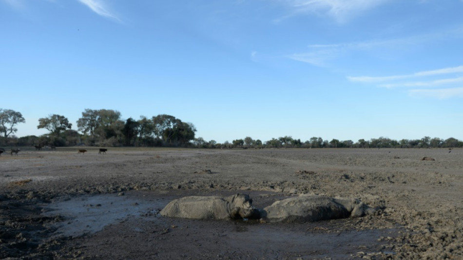 Face &agrave; la mort, les animaux ont des r&eacute;actions "tr&egrave;s complexes"
