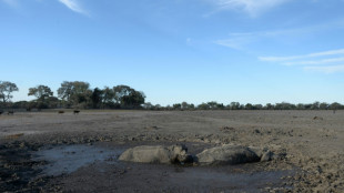 Face &agrave; la mort, les animaux ont des r&eacute;actions "tr&egrave;s complexes"