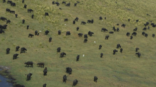 Nearly 100 buffaloes die in Namibia stampede