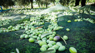 Tumori, il consumo regolare d'olio d'oliva riduce la mortalità