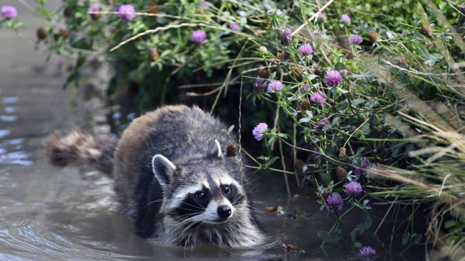 L'inarr&ecirc;table progression du raton laveur, sympathique envahisseur rapport&eacute; d'Am&eacute;rique