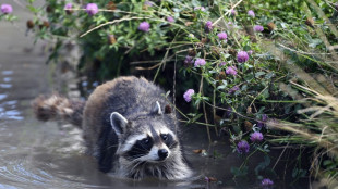 L'inarr&ecirc;table progression du raton laveur, sympathique envahisseur rapport&eacute; d'Am&eacute;rique