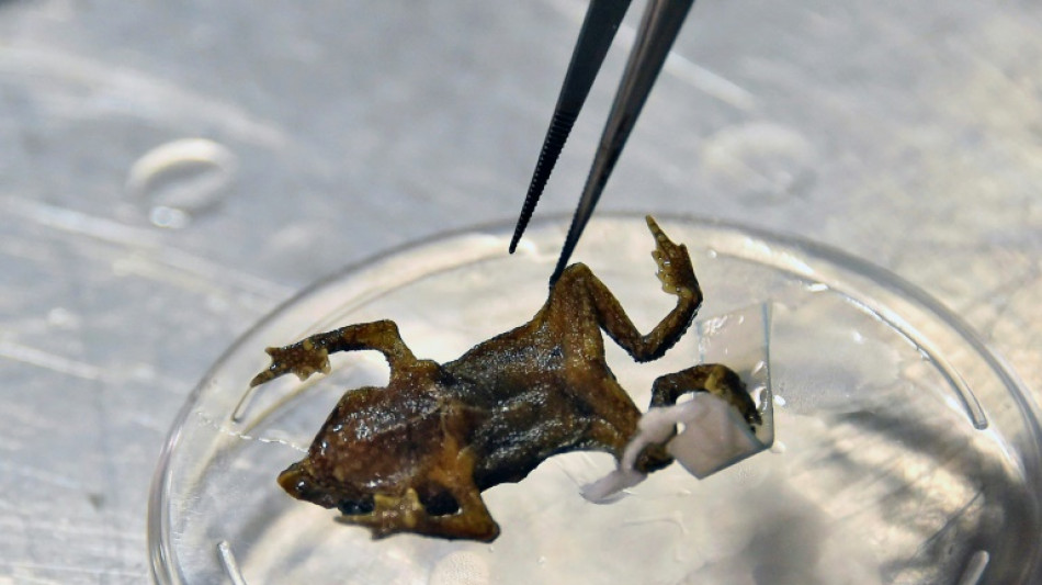 Equateur: le "doux" chant d'un crapaud r&eacute;put&eacute; muet depuis un si&egrave;cle