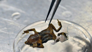 Equateur: le "doux" chant d'un crapaud r&eacute;put&eacute; muet depuis un si&egrave;cle