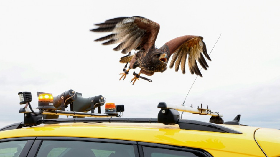 A l'a&eacute;roport de Beauvais, des rapaces alli&eacute;s de la s&eacute;curit&eacute; a&eacute;rienne