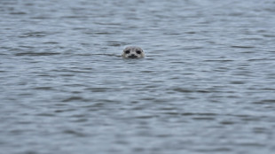 Seehundbestand im nieders&auml;chsischen Wattenmeer auf hohem Niveau stabil